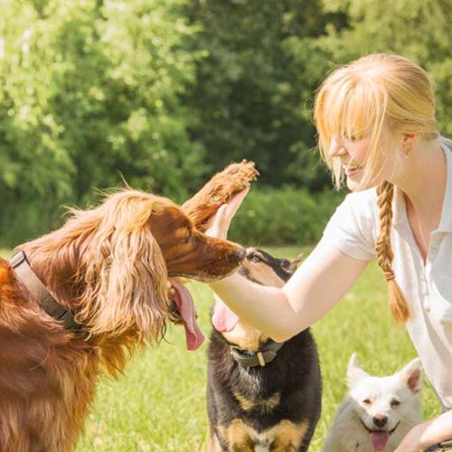 SHIELD PRO TRAINER AND CERTIFICATION COURSE Shield K9 Online